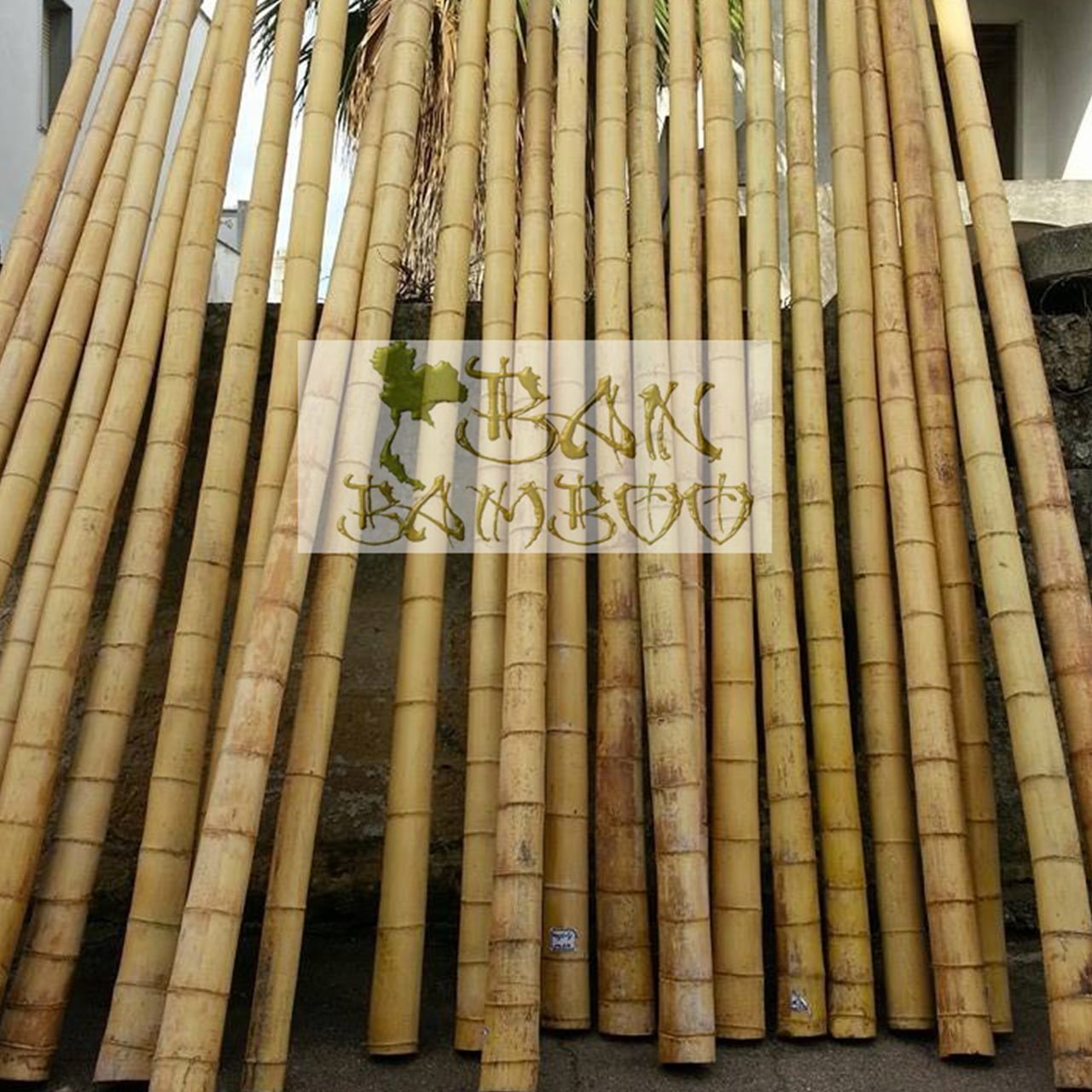 Tende, Arelle in Canne di Bamboo