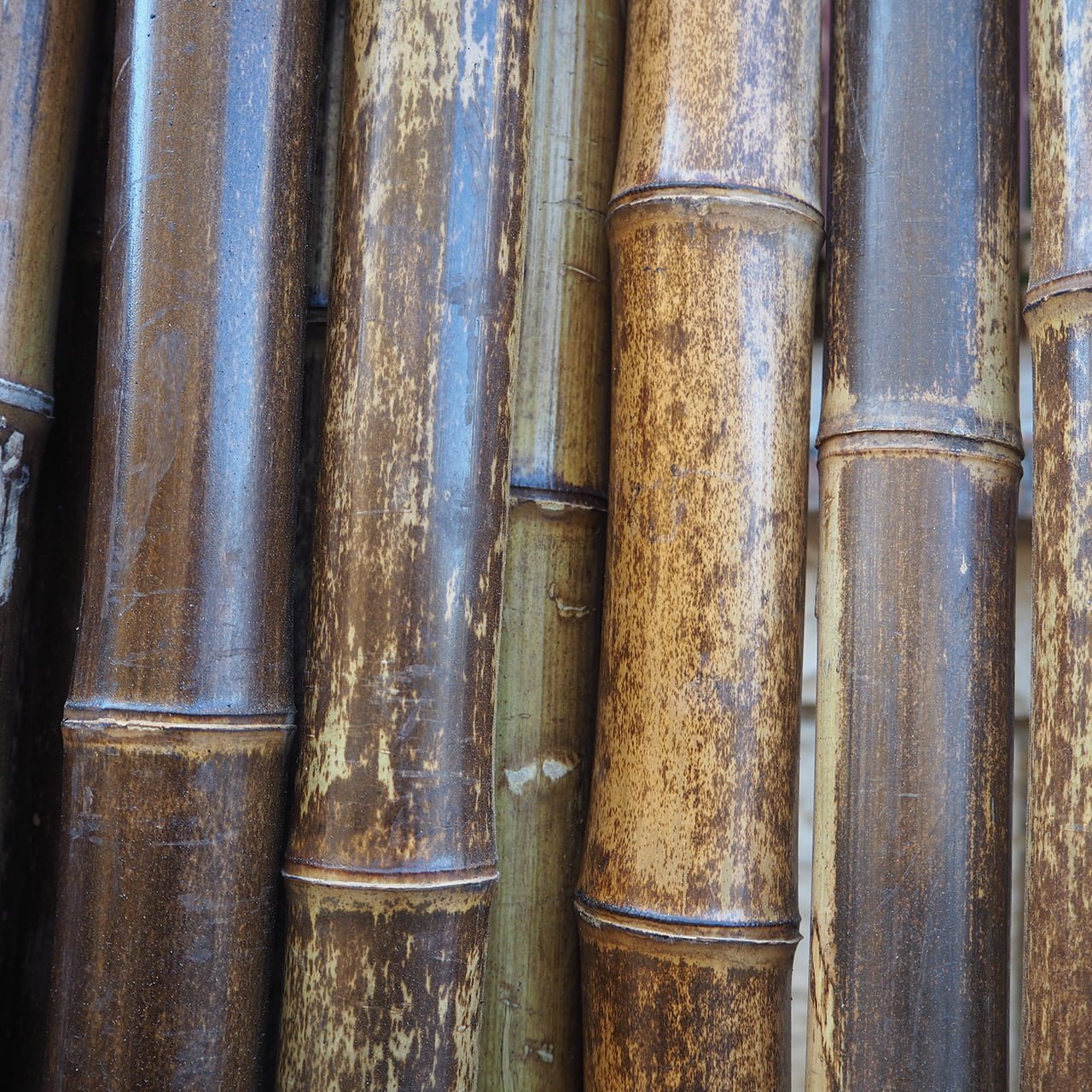 Canne di bamboo – Canne di bambu’