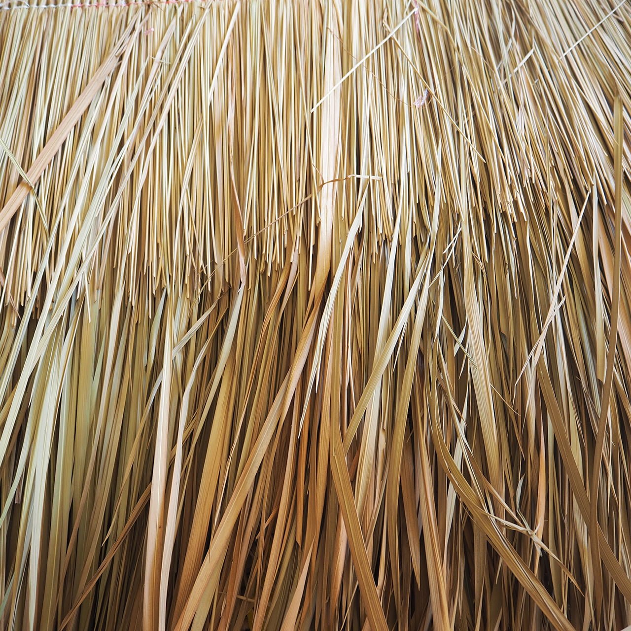 Foglie di palma